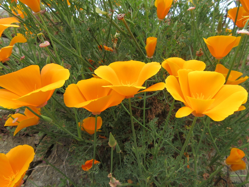 Fleurs orange méditation joie