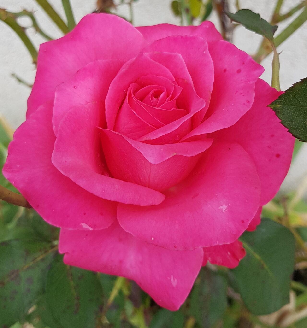 Belle rose ouverte