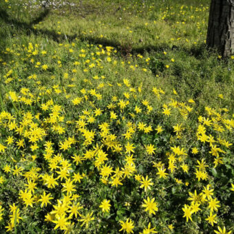 Fleurs - joie - méditation