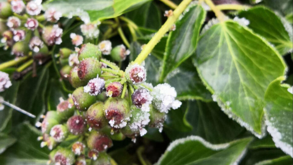 Fleurs givrés au printemps