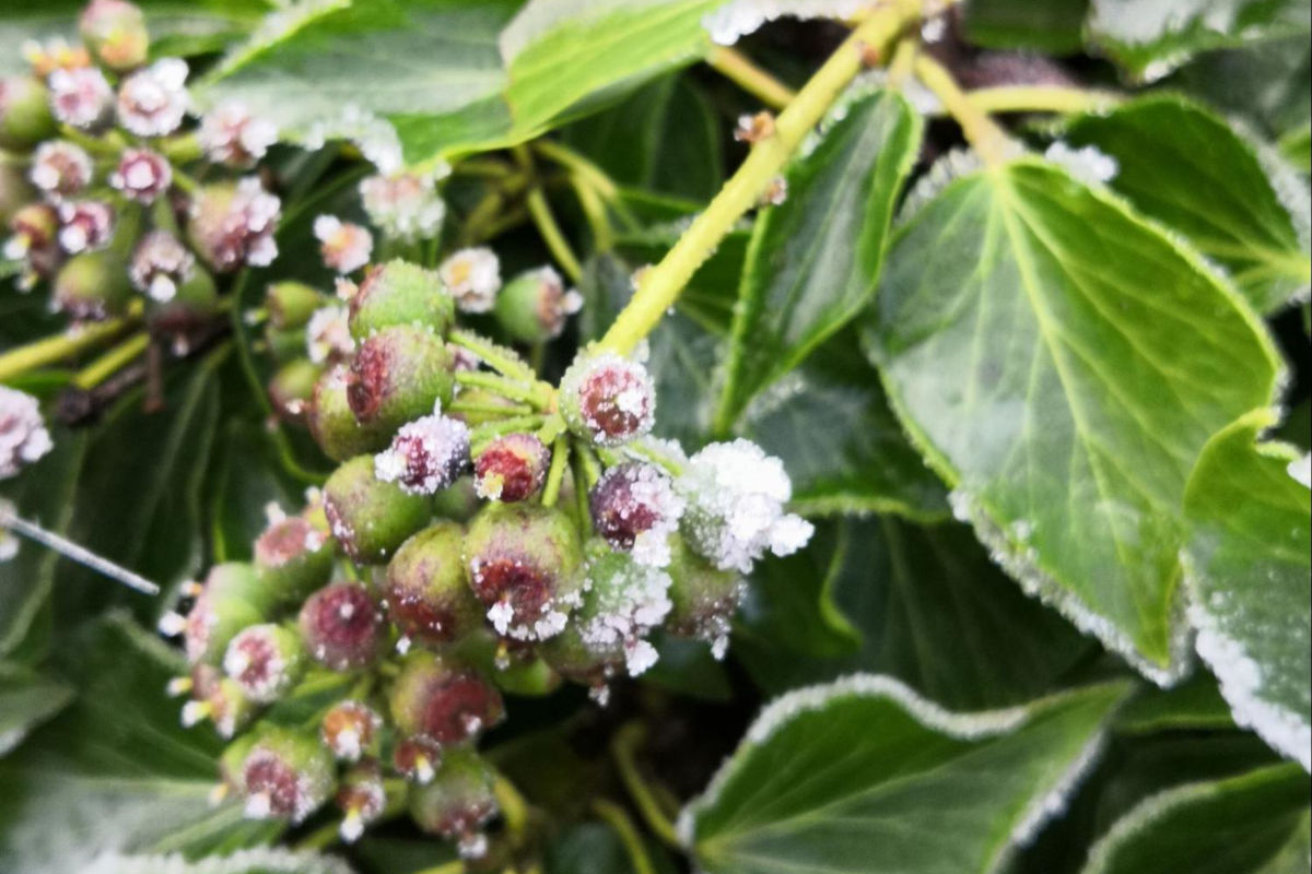 Fleurs givrés au printemps