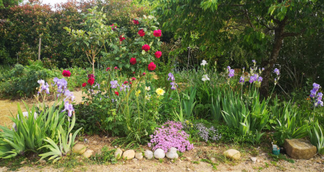 Fleurs du printemps