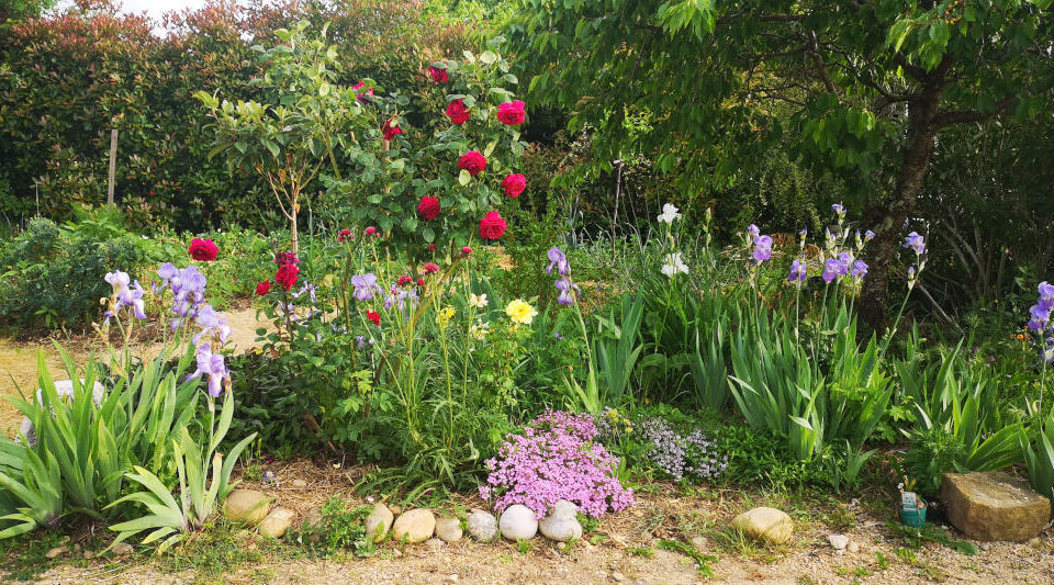 Fleurs du printemps