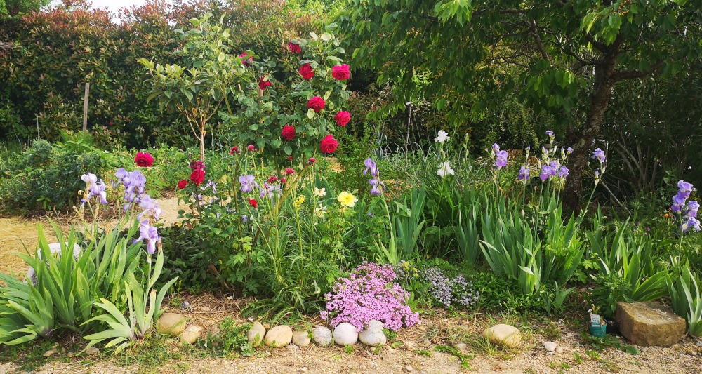 Fleurs du printemps