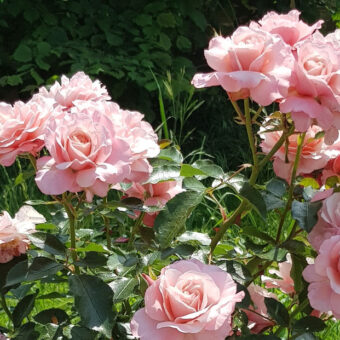 Roses dans le jardin