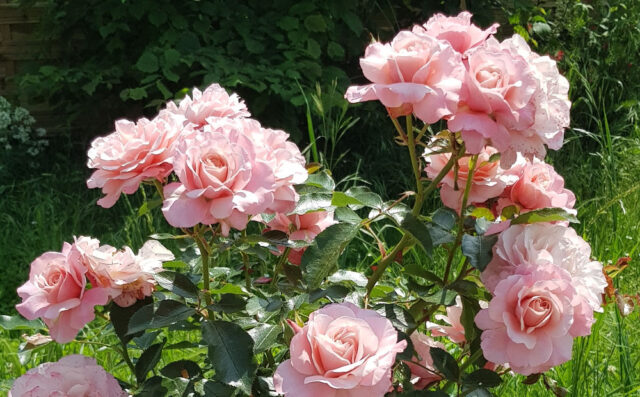 Roses dans le jardin