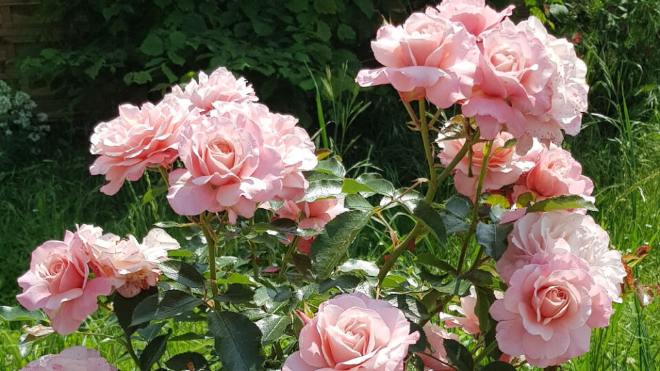 Roses dans le jardin