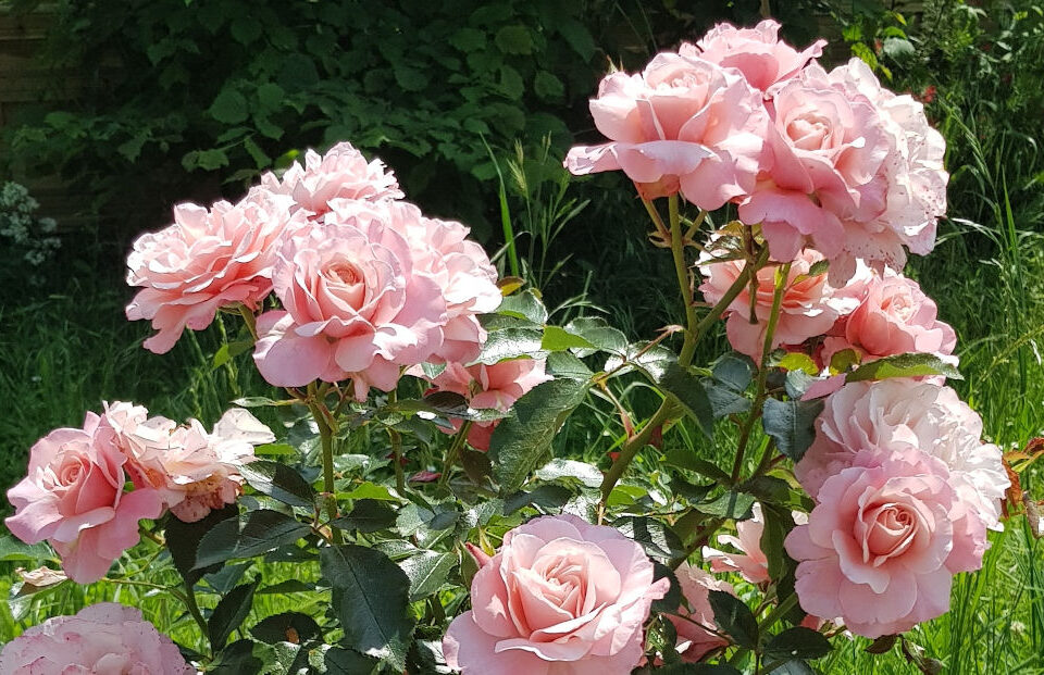 Roses dans le jardin