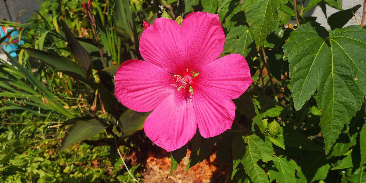 Hibiscus