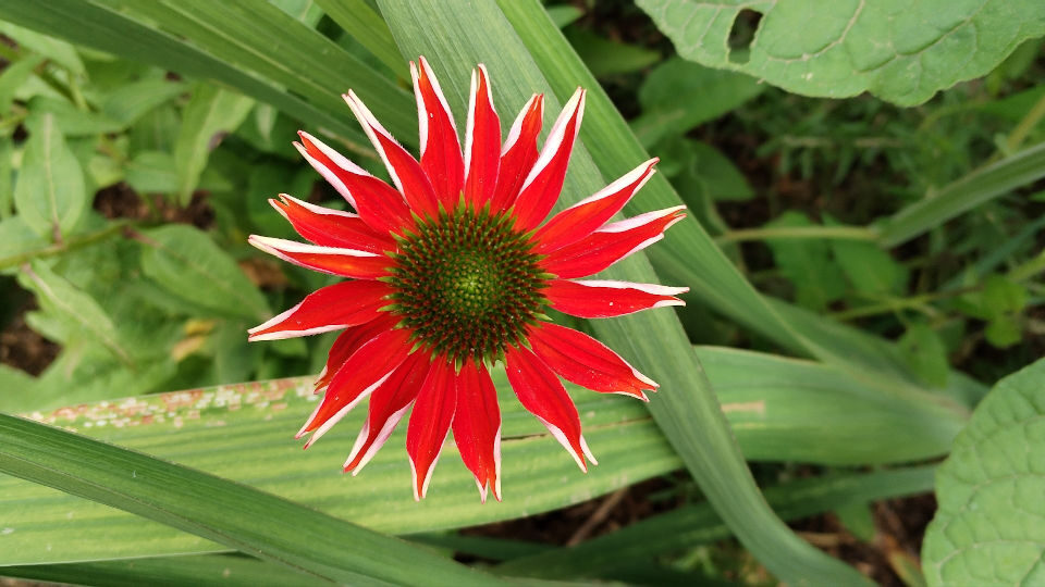 fleur rouge