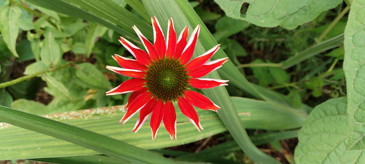 fleur rouge