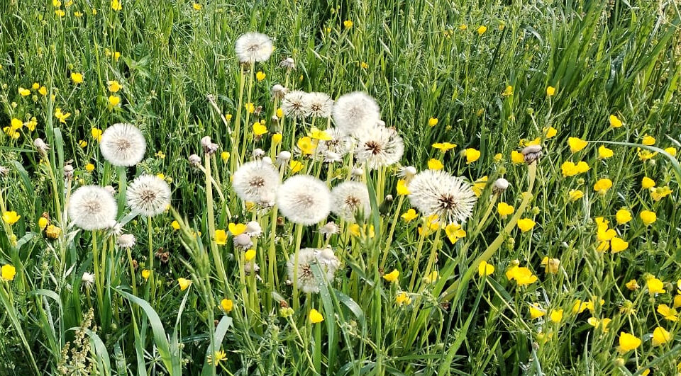fleurs printemps