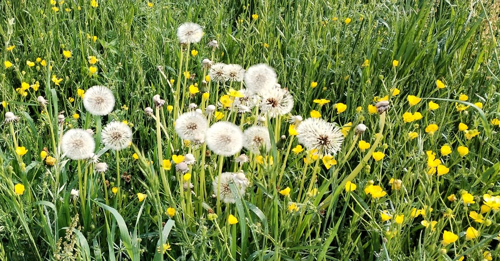 fleurs printemps