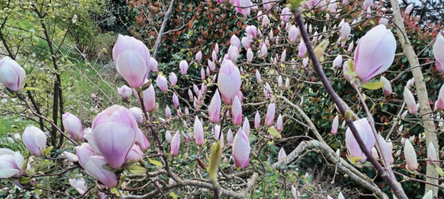 fleurs roses printemps