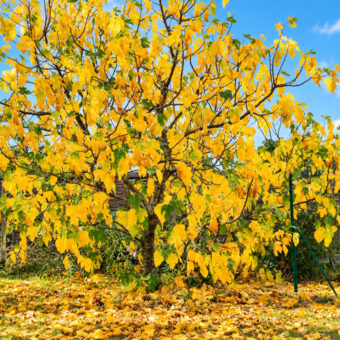 arbre jaune d'automne